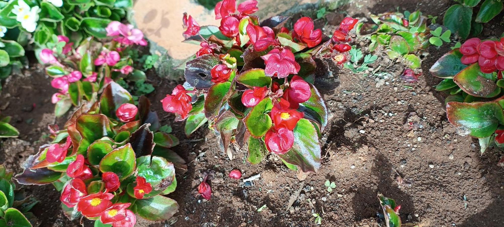 Yantra Resort By Spree Ooty Bagian luar foto